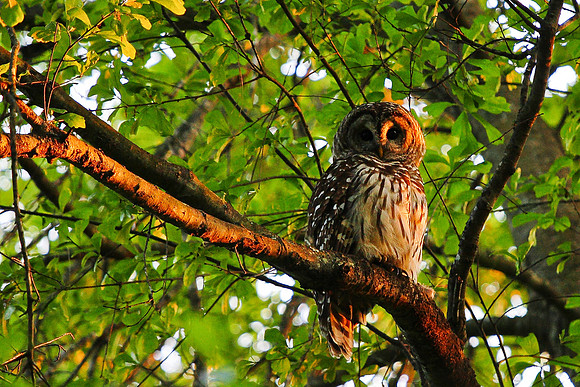 Barred Owl - Greenville, SC