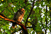 Barred Owl - Greenville, SC