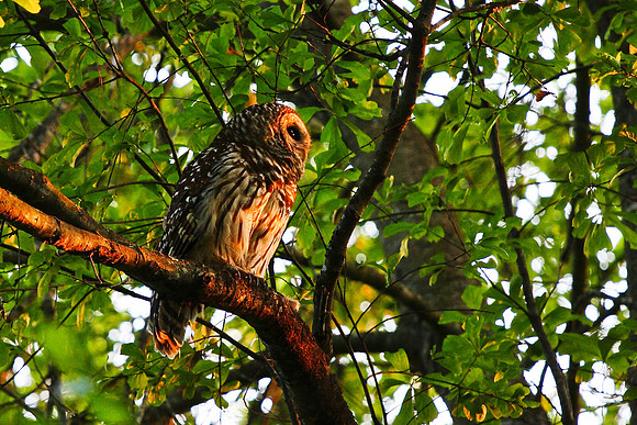 Barred Owl - Greenville, SC