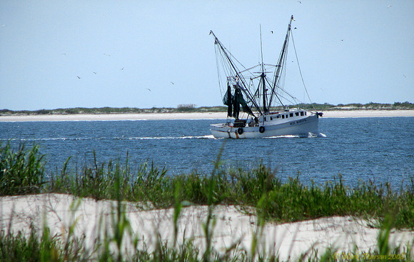 Coastal Shrimper - 1